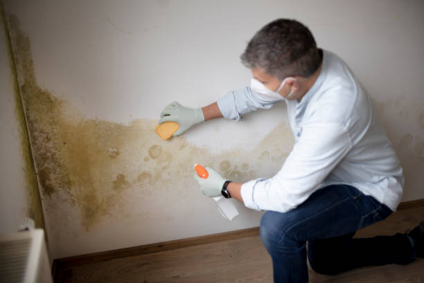 Best Comprehensive Air Testing for Mold Contaminants  in Monfort Heights, OH