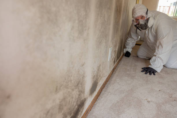 Best Comprehensive Air Testing for Mold Contaminants  in Monfort Heights, OH